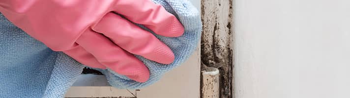 A hand in a rubber glove scrubbing mould.